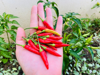 30 Birds Eye / Chilitepin Pepper (Capsicum Frutescens) Seeds