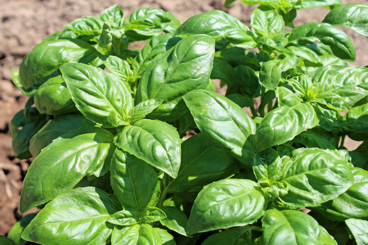 2000 SWEET GENOVESE BASIL Ocimum Basilicum Herb Flower Seeds