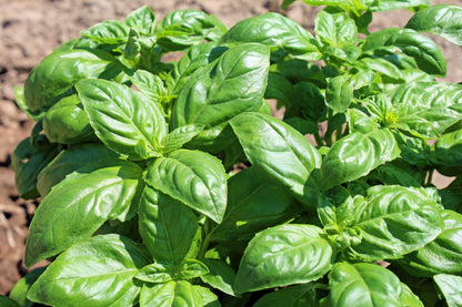 2000 SWEET GENOVESE BASIL Ocimum Basilicum Herb Flower Seeds