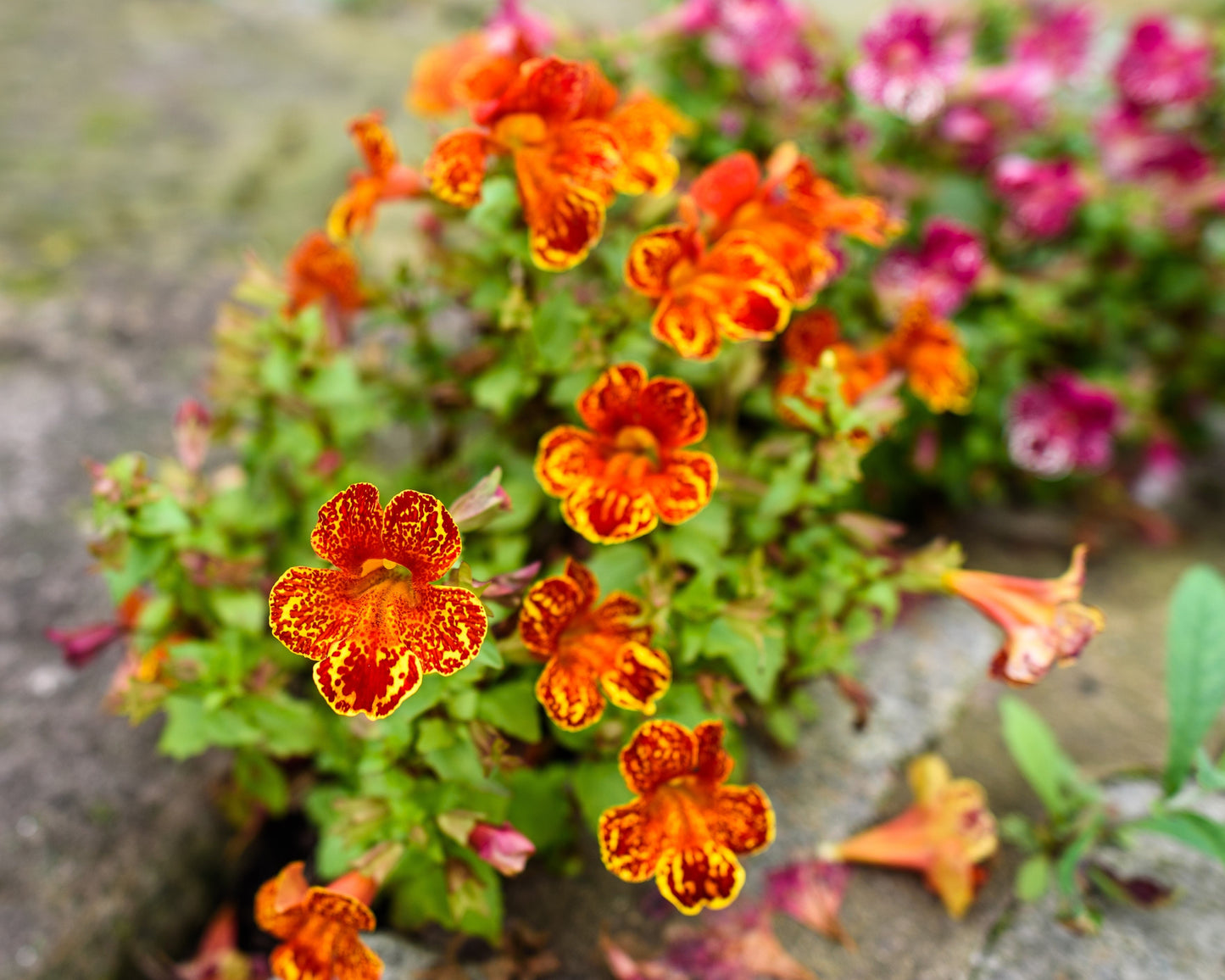 250 Tiger Monkey Flower (Mimulus Tigrinus) Seeds