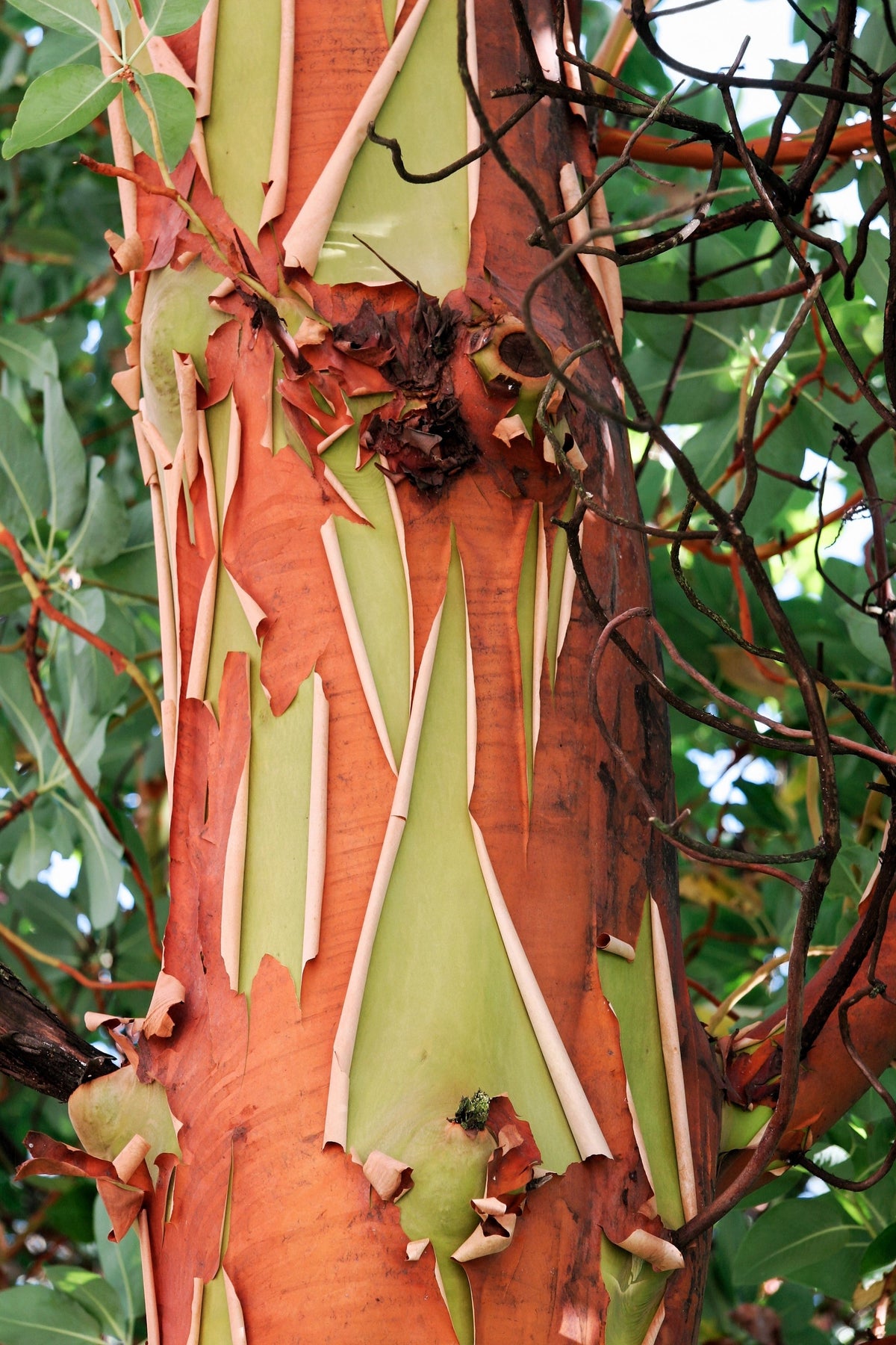 Pacific Madrone (Arbutus menziesii) Seeds – 10 ct