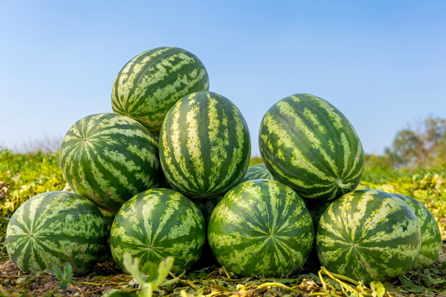 50 Yellow Crimson Watermelon (Citrullus Lanatus) Seeds