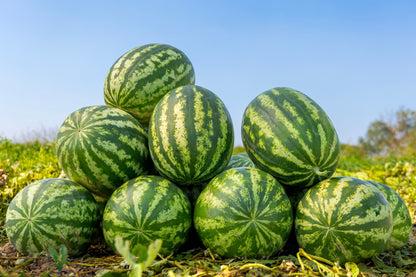 50 Yellow Crimson Watermelon (Citrullus Lanatus) Seeds