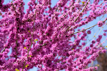 Giant Redbud (Cercis gigantea) Seeds – 40 ct
