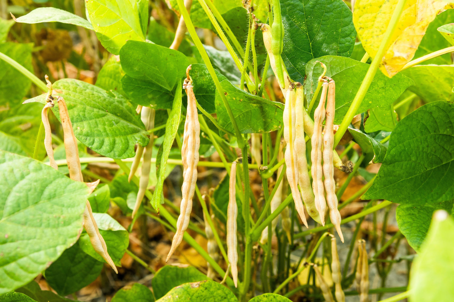 50 Adzuki Bean (Phaseolus Angularis) Seeds