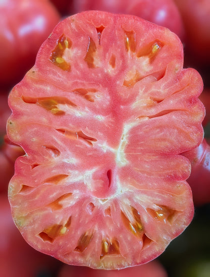 Giant Belgian Pink Tomato (Solanum lycopersicum) Seeds – 50 ct