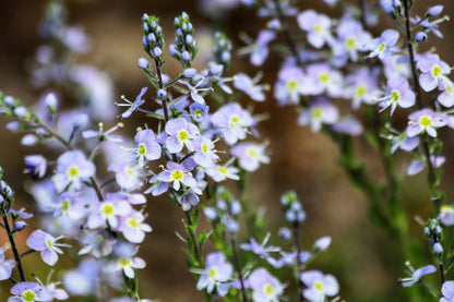 25 BLUE STREAK SPEEDWELL Veronica Gentianoides Flower Seeds