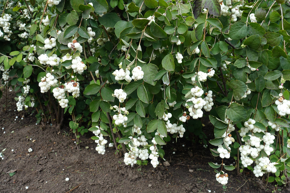 25 Common Snowberry (Symphoricarpos Alba) Seeds