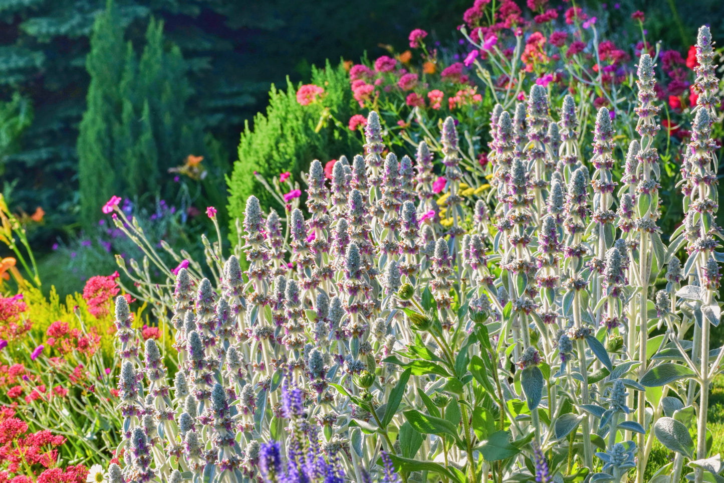 100 Woolly Lamb's Ear (Stachys Byzantina) Seeds