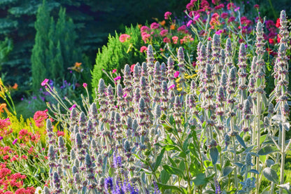 100 Woolly Lamb's Ear (Stachys Byzantina) Seeds