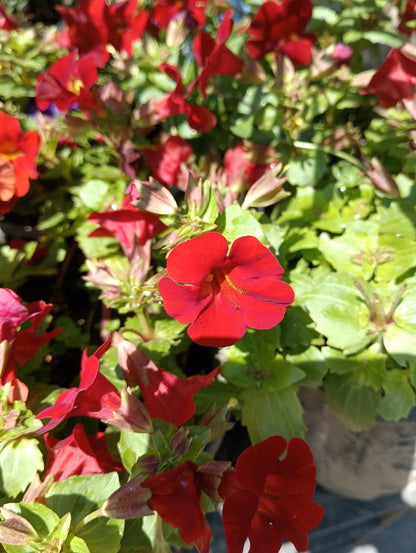 100 Twinkle Red Money Flower (Mimulus) Seeds