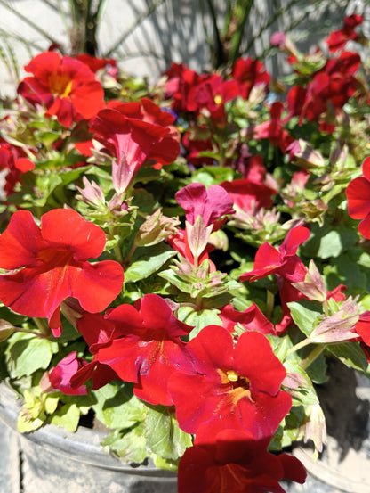 100 Twinkle Red Money Flower (Mimulus) Seeds