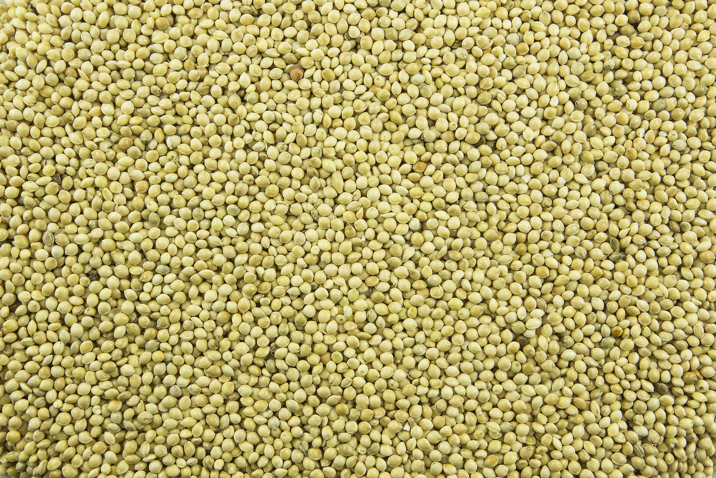 200 Proso Millet (Panicum Miliaceum) Seeds
