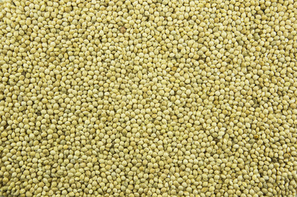 200 Proso Millet (Panicum Miliaceum) Seeds