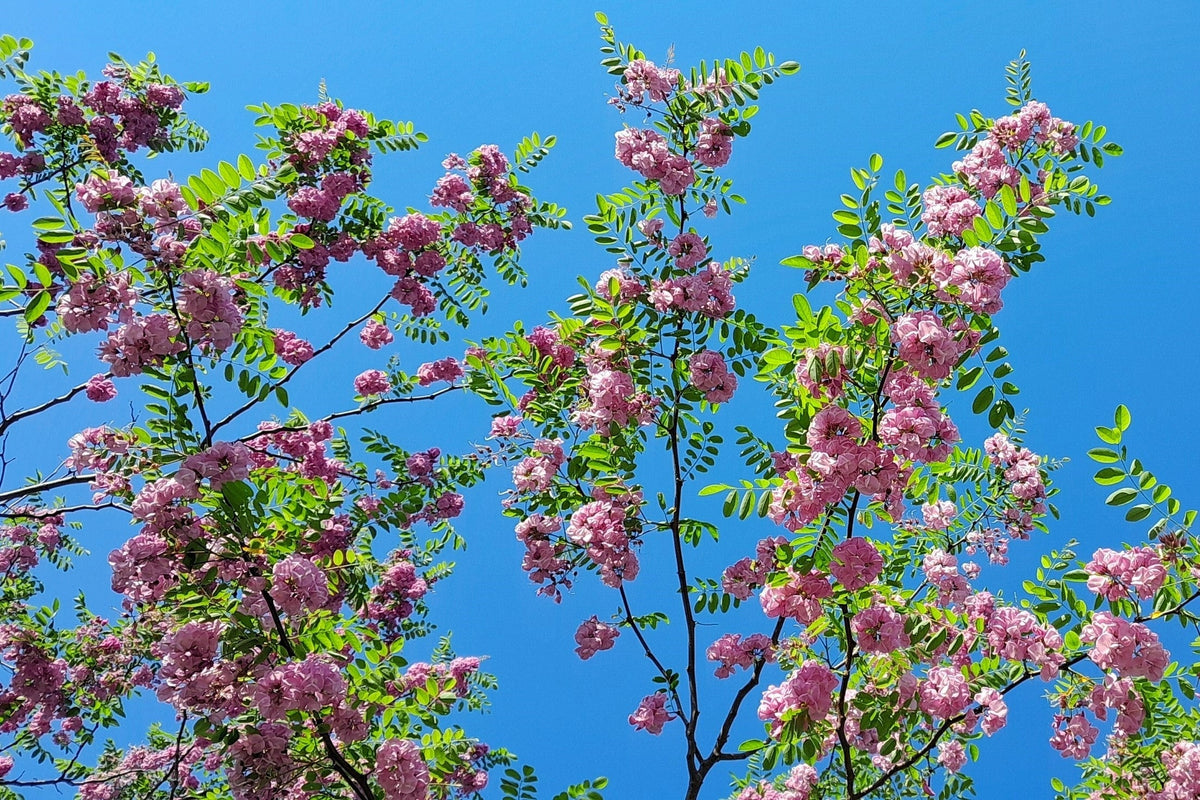Rose Locust (Robinia hispida) Seeds – 15 ct