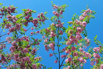 Rose Locust (Robinia hispida) Seeds – 15 ct
