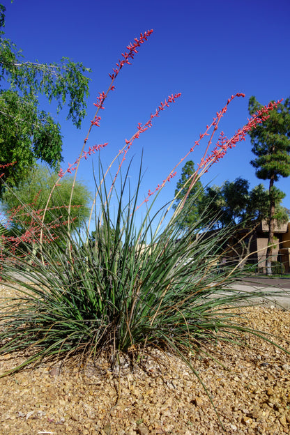 Red Yucca (Hesperaloe parviflora) Seeds – 1,000 ct