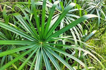 50 Umbrella Plant (Cyperus Alternifolius) Seeds