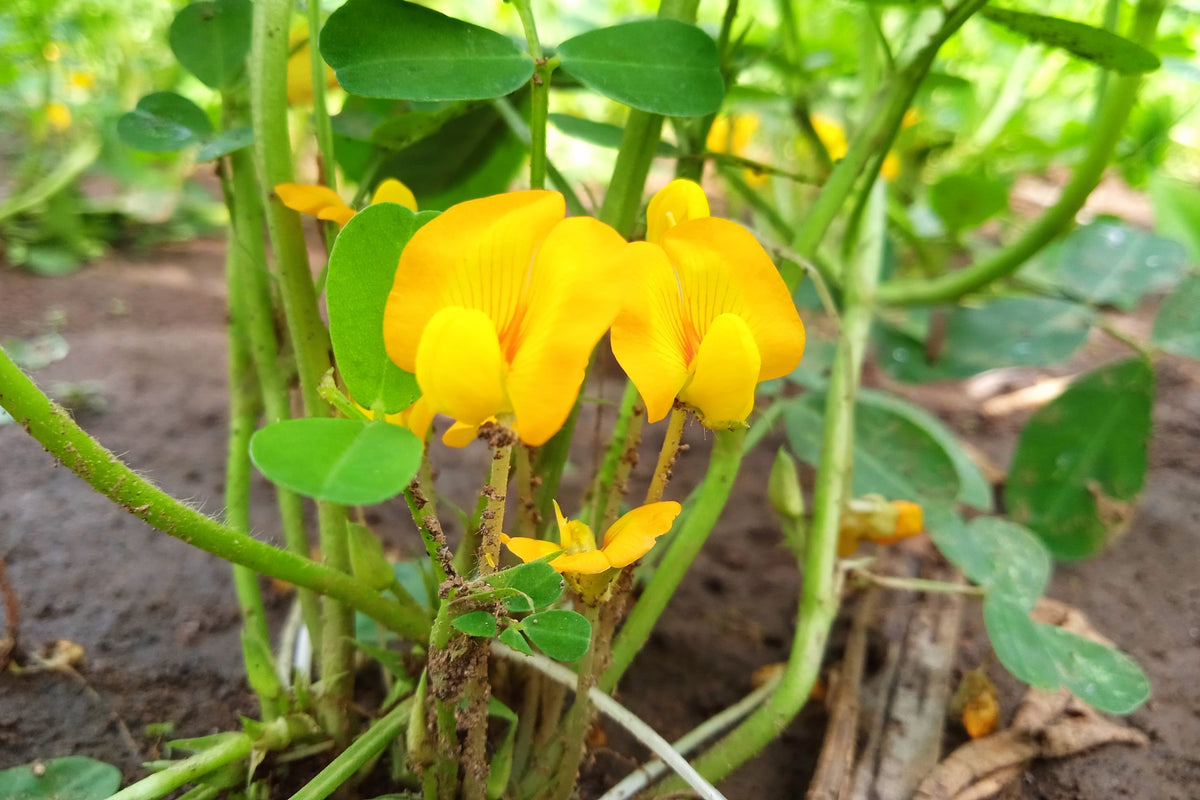 Early Spanish Peanut (Arachis hypogaea) Seeds – 20 ct