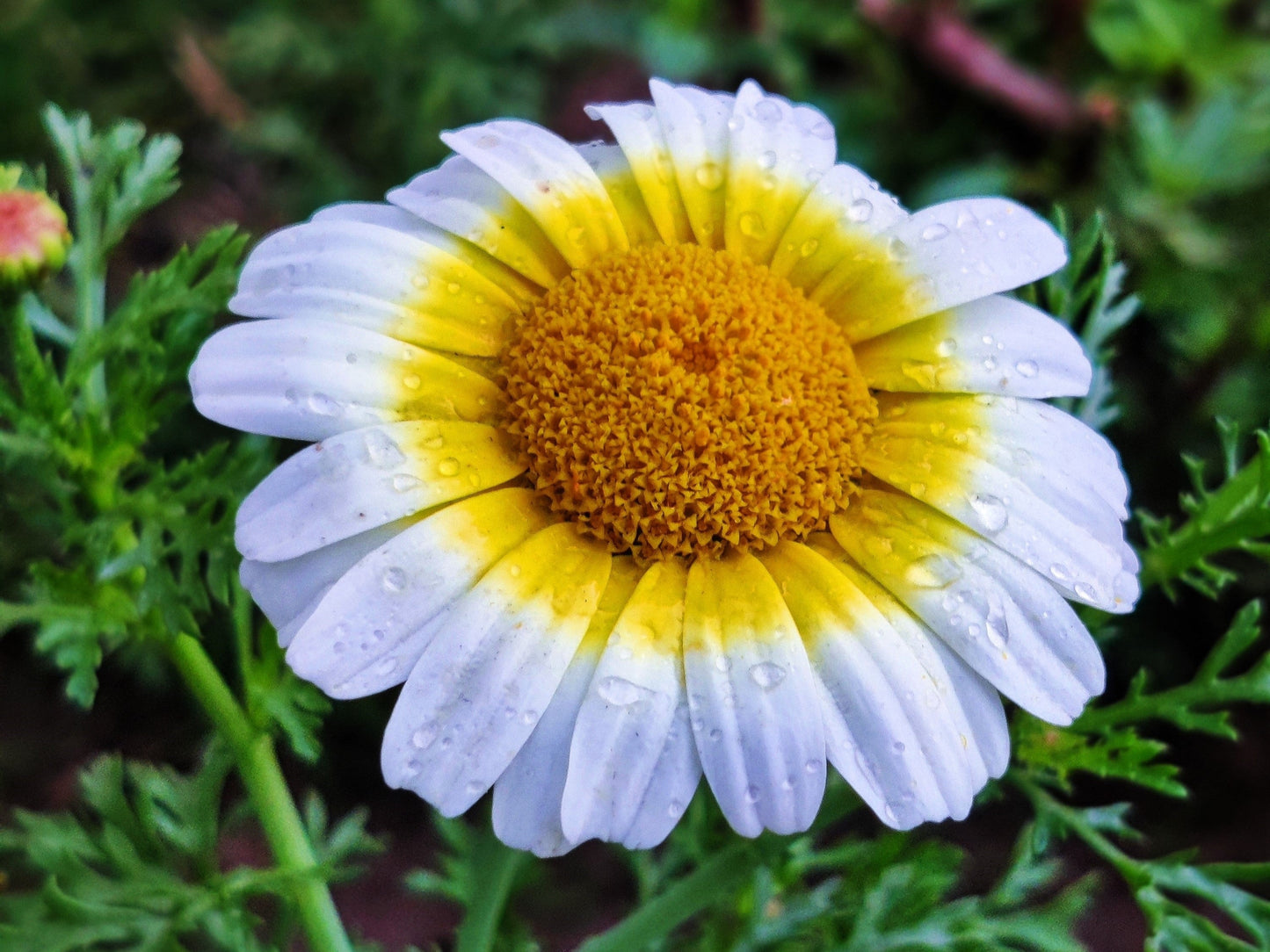 1000 Garland Crown Daisy Chrysanthemum (Coronarium Glebionis) Seeds