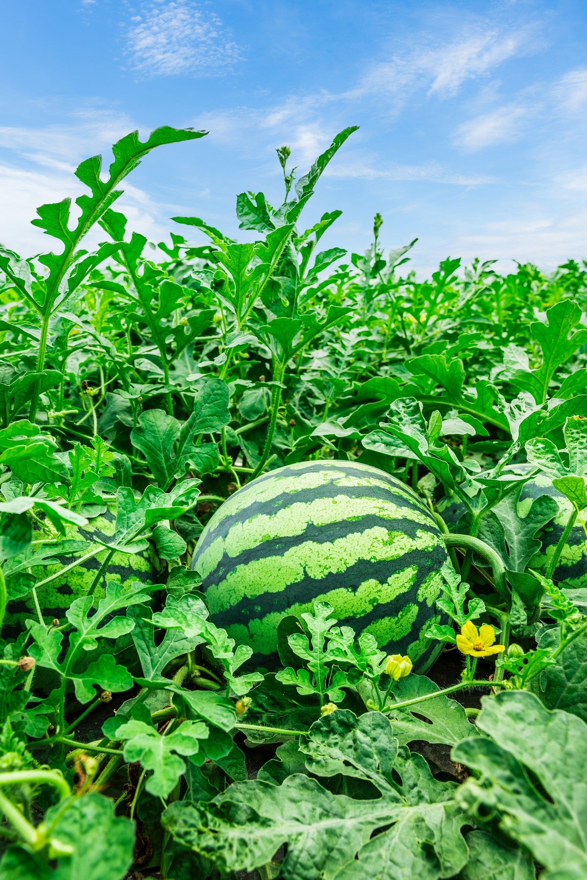 50 TENDERSWEET ORANGE WATERMELON Orange Flesh Citrullus Lanatus Fruit Melon Seeds