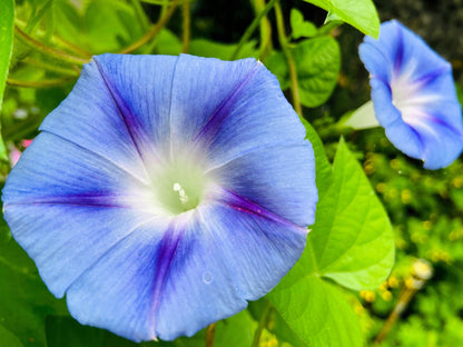 Blue Star Morning Glory (Ipomoea tricolor) Seeds – 75 ct