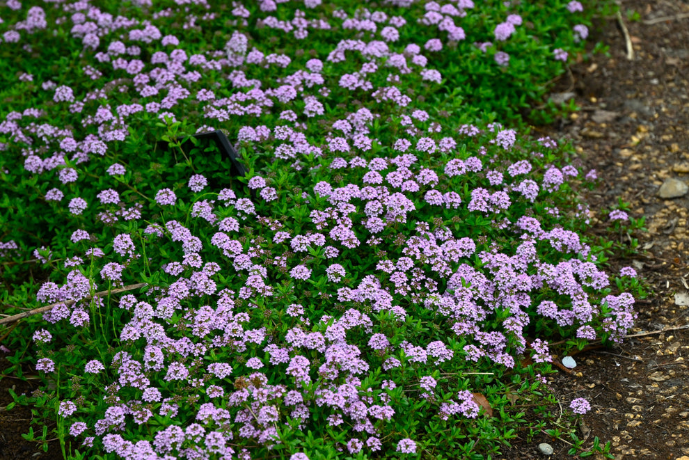 1000 Common GARDEN THYME English, German, French, or Winter Thymus Vul ...