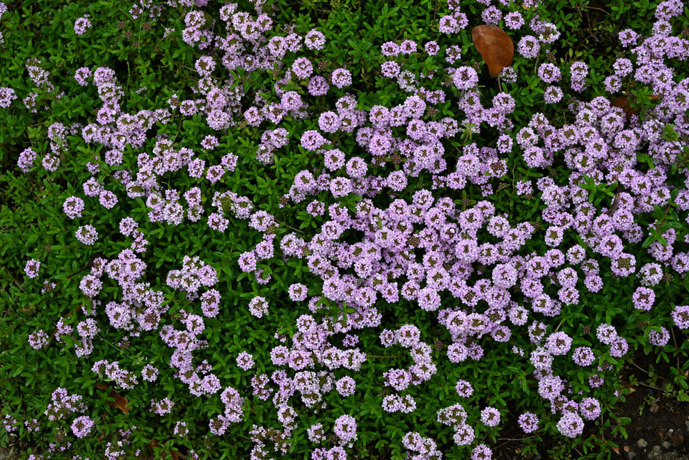 1000 Common GARDEN THYME English, German, French, or Winter Thymus Vul ...