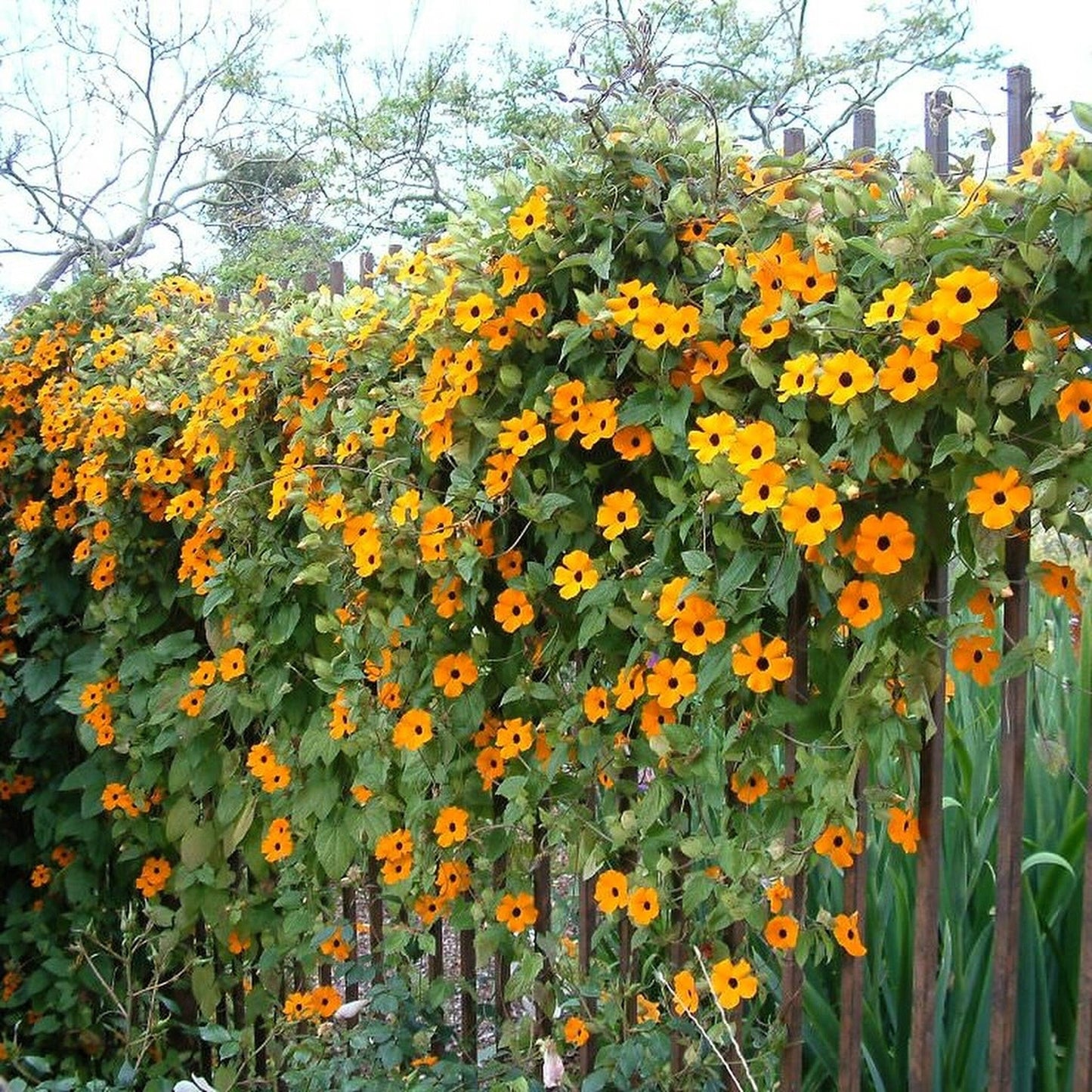 25 Mixed Black Eyed Susan (Thunbergia Alata) Seeds