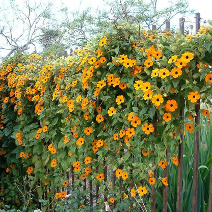 25 Mixed Black Eyed Susan (Thunbergia Alata) Seeds