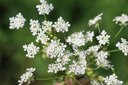 200 Brussels Winter Chervil (Anthriscus Cerefolium) Seeds