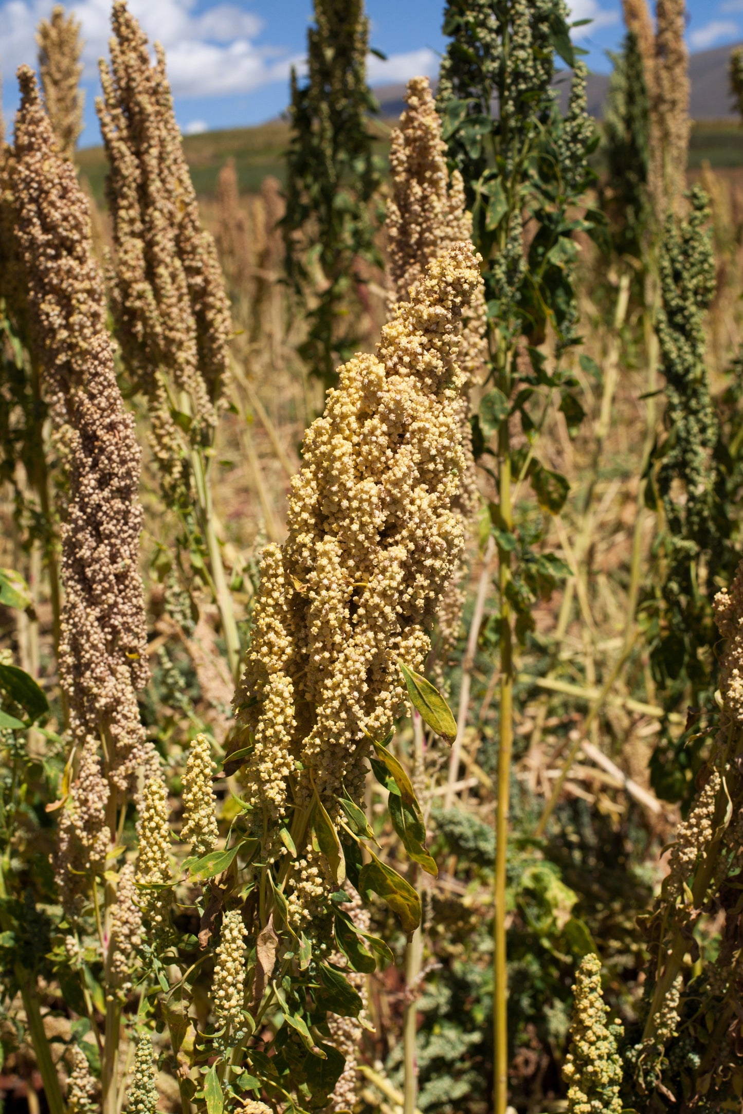 100 Peppermint Quinoa (Chenopodium Quinoa) Seeds