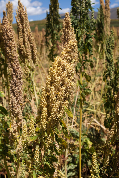 100 Peppermint Quinoa (Chenopodium Quinoa) Seeds