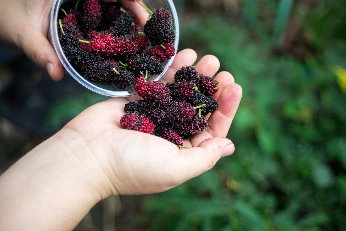 Red Mulberry (Morus rubra) Seeds – 15 ct