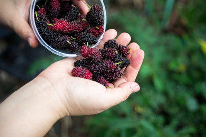 Red Mulberry (Morus rubra) Seeds – 15 ct
