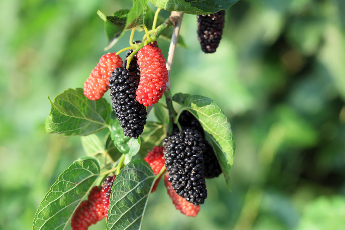 Red Mulberry (Morus rubra) Seeds – 15 ct