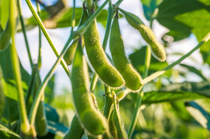 20 Buttery Edamame TOHYA SOYBEAN Pale Green Glycine Max Soy Bean Vegetable Seeds