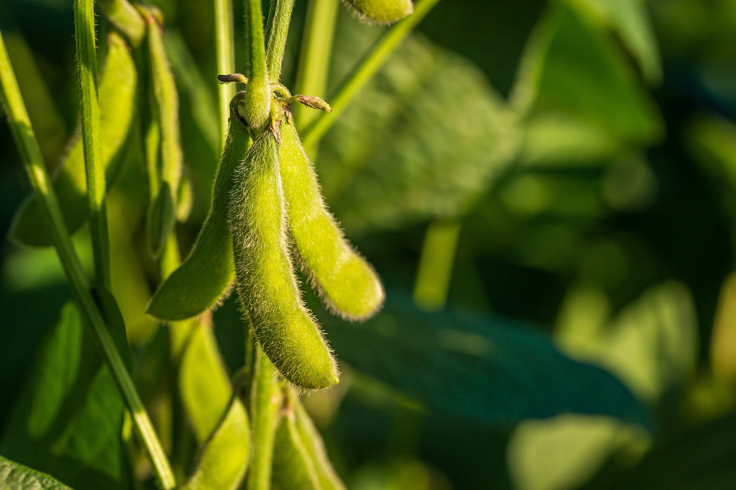 20 Korean Black Soybean (Glycine Max) Seeds