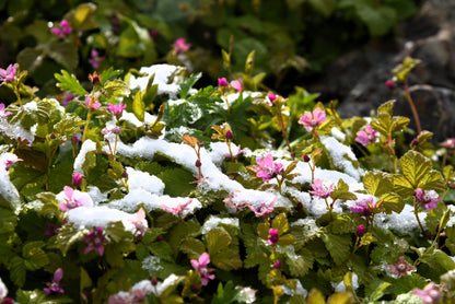 10 Arctic Raspberry (Rubus Arcticus) Seeds