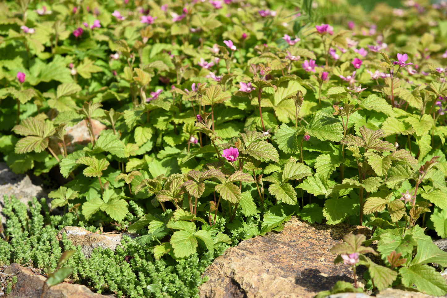 10 Arctic Raspberry (Rubus Arcticus) Seeds