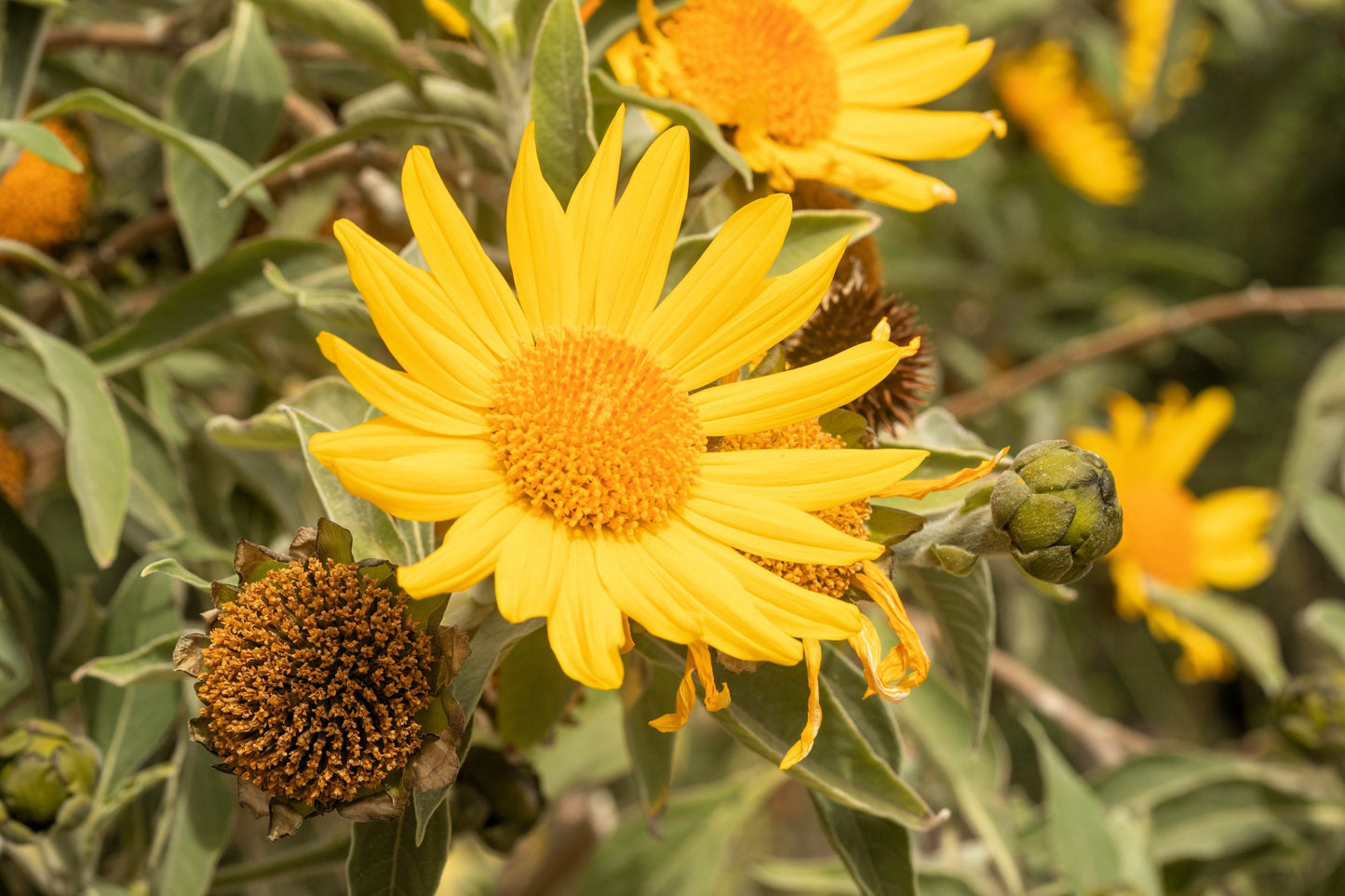 Mexican Ssunflower (Tithonia Speciosa) Seeds