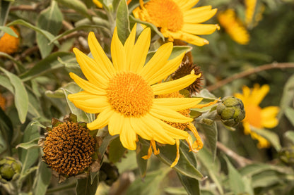 Mexican Ssunflower (Tithonia Speciosa) Seeds