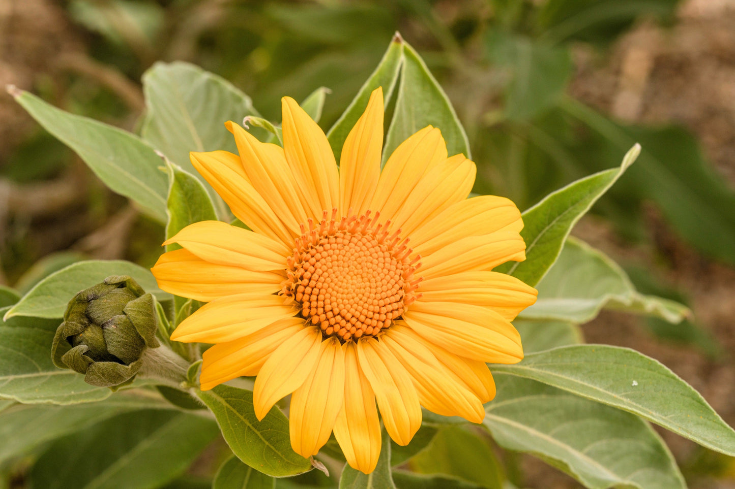 Mexican Ssunflower (Tithonia Speciosa) Seeds