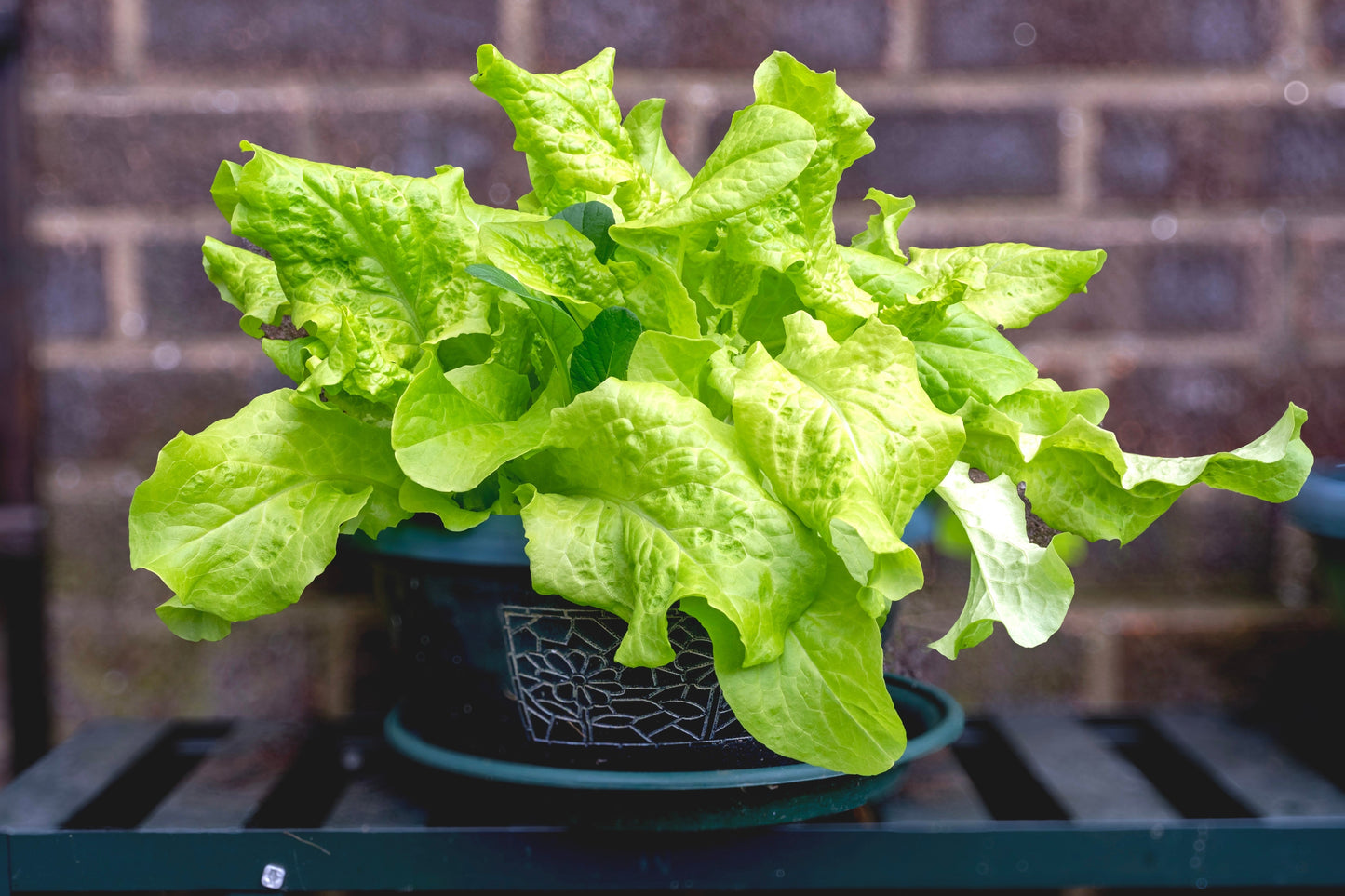 3000 Black Seeded Simpson Leaf Lettuce (Lactuca Sativa) Seeds