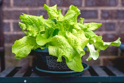3000 Black Seeded Simpson Leaf Lettuce (Lactuca Sativa) Seeds