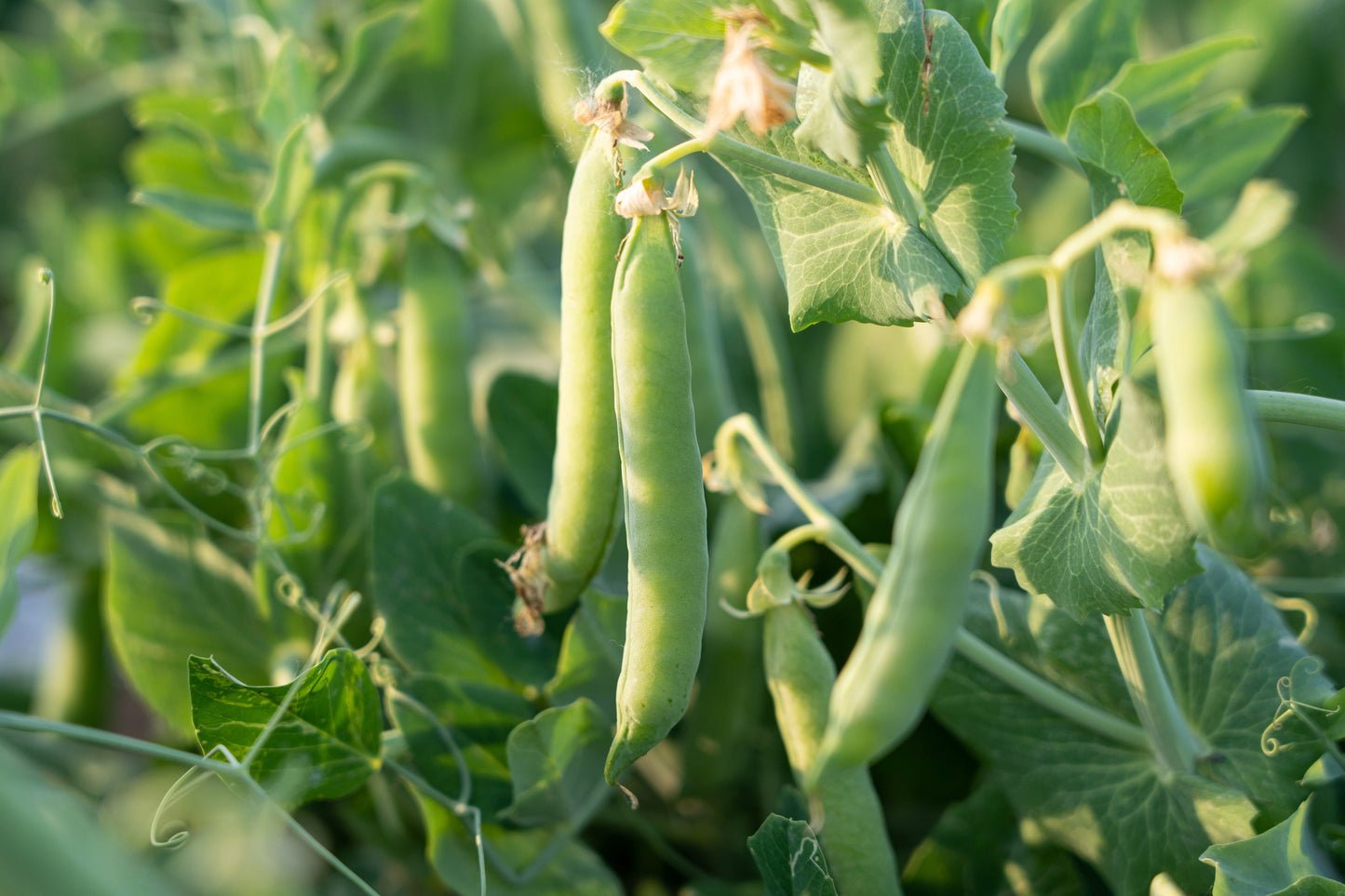50 Organic  Small Red Bean  (Phaseolus Vulgaris) Seeds