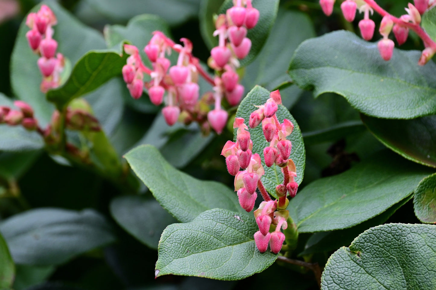 40 Salal Berry (Gaultheria Shallon) Seeds