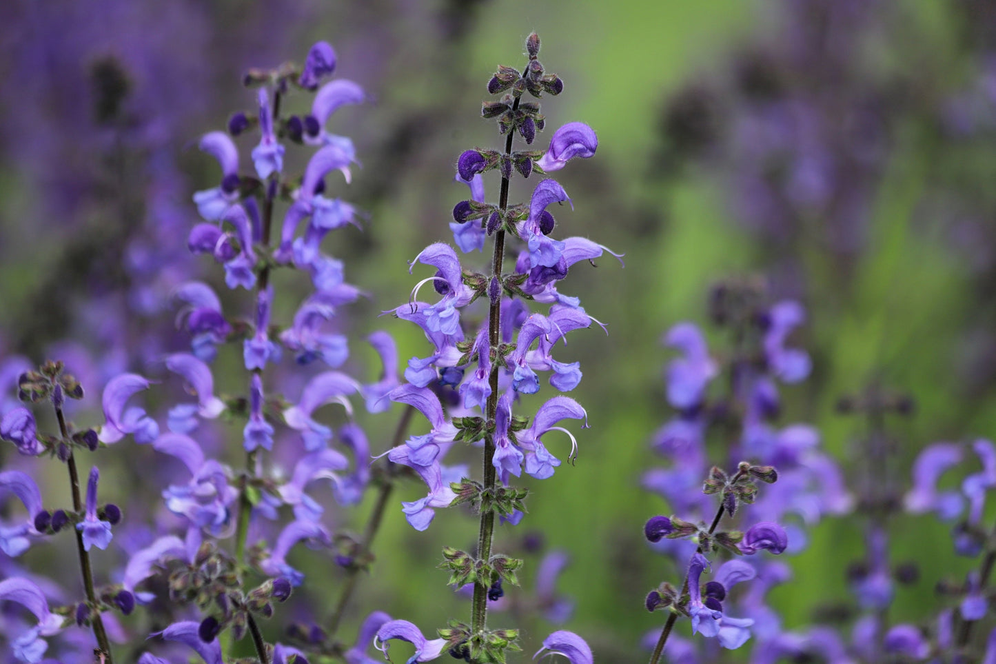 50 Purple False Dragon Head (Obedient Plant; Dracocephalum Moldavica) Seeds