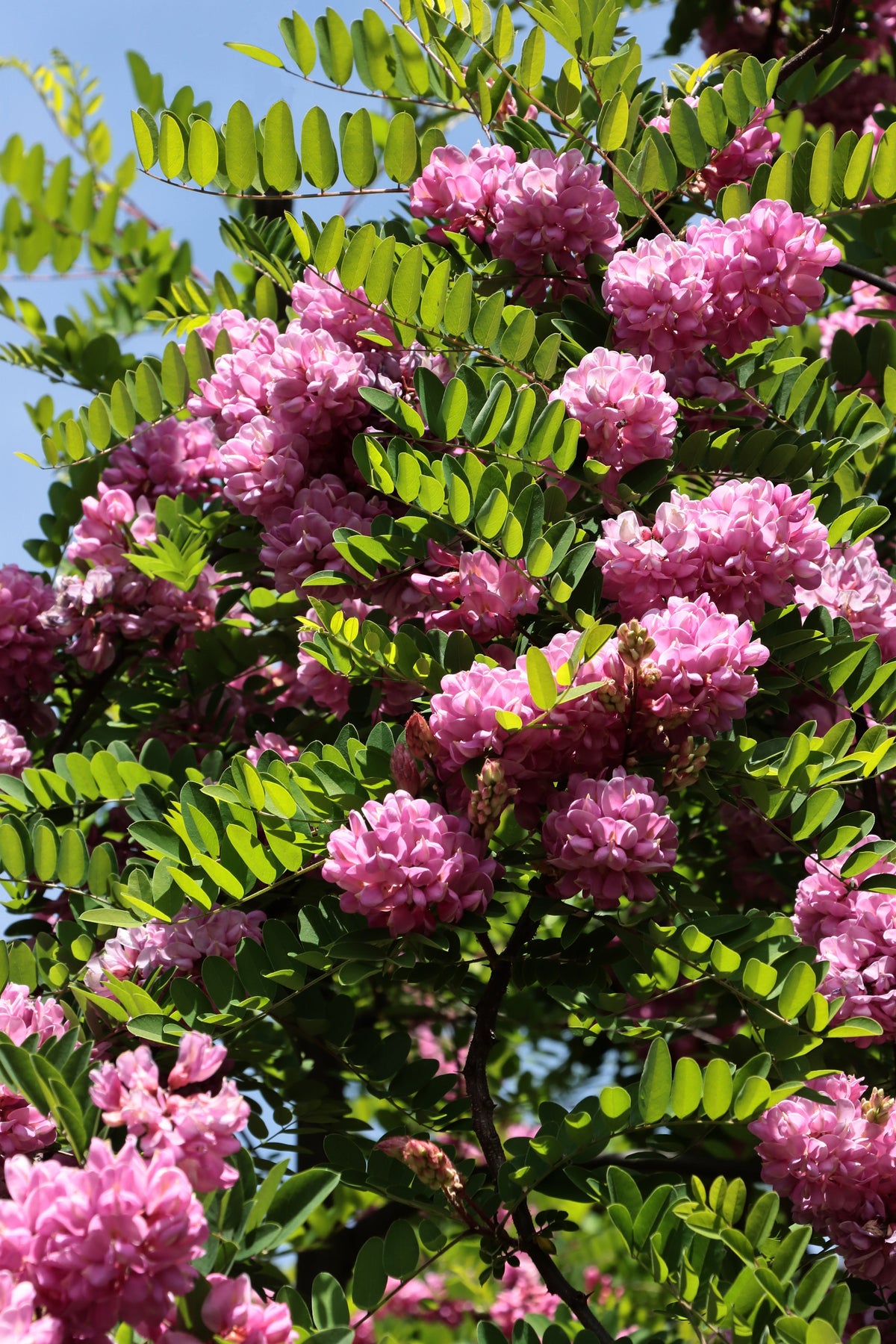 Rose Locust (Robinia hispida) Seeds – 15 ct