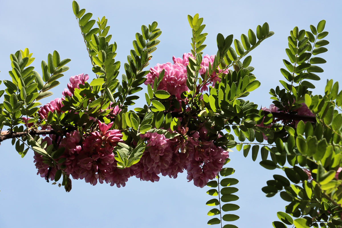 Rose Locust (Robinia hispida) Seeds – 15 ct